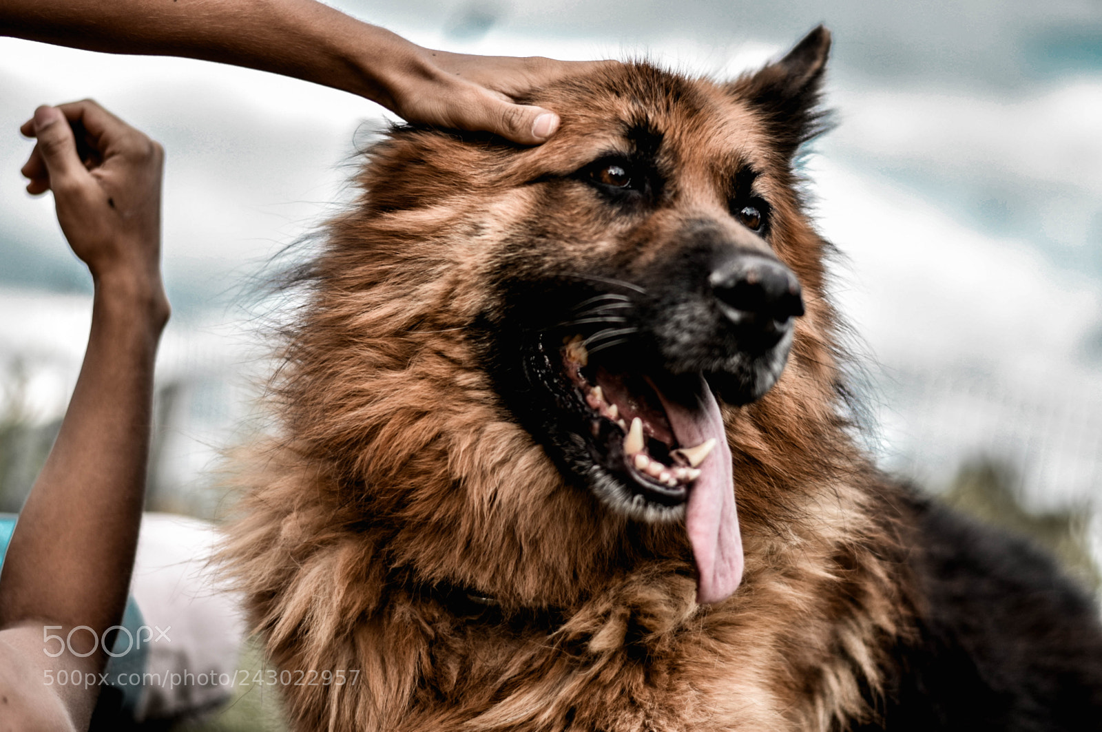 Nikon D7200 sample photo. Untitled photography