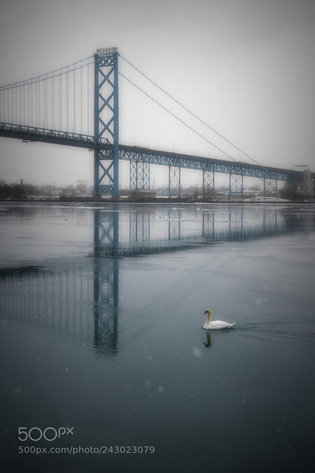 Nikon D500 sample photo. Swan afloat. windsor, on. photography