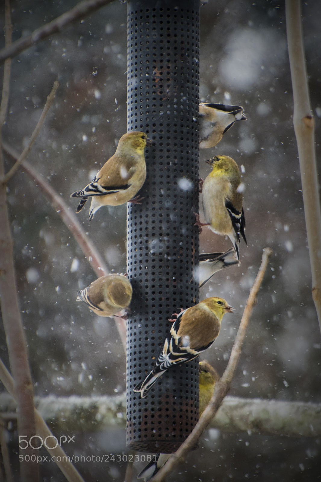 Nikon D500 sample photo. Feeder frenzy. windsor, on. photography