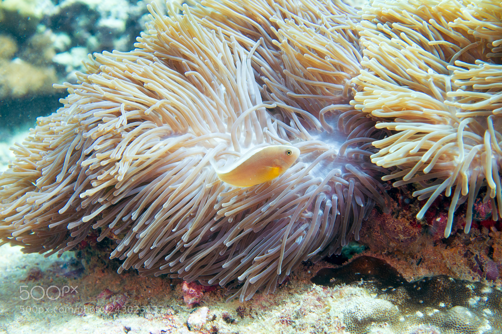 Sony Cyber-shot DSC-RX100 III sample photo. Maldives anemonenfish photography