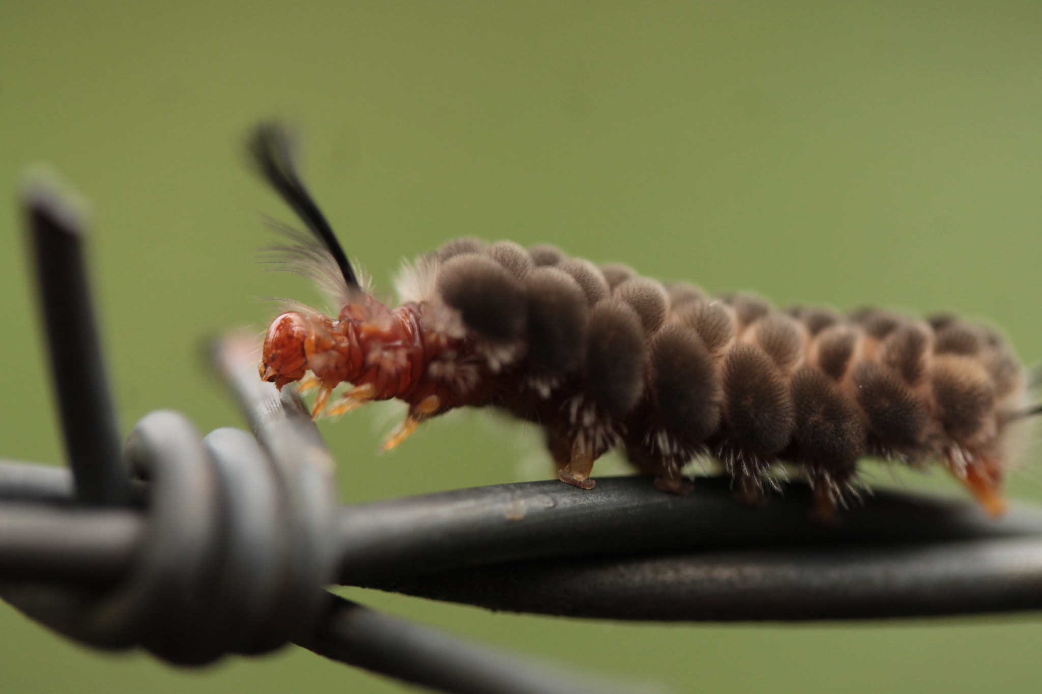 Canon EF-S 60mm F2.8 Macro USM sample photo. Walking on the wire photography