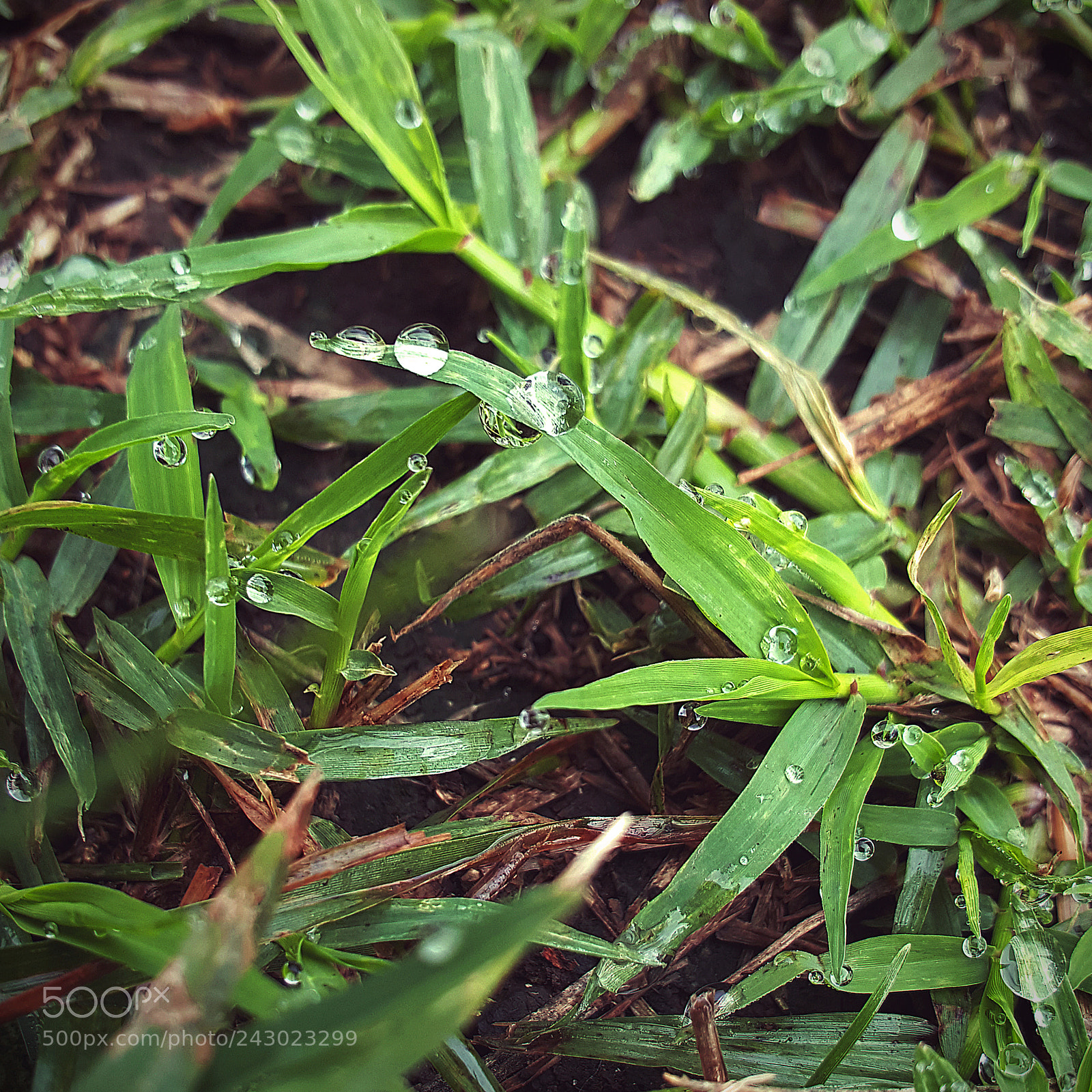 Samsung GALAXY S6 edge sample photo. Grasswater photography
