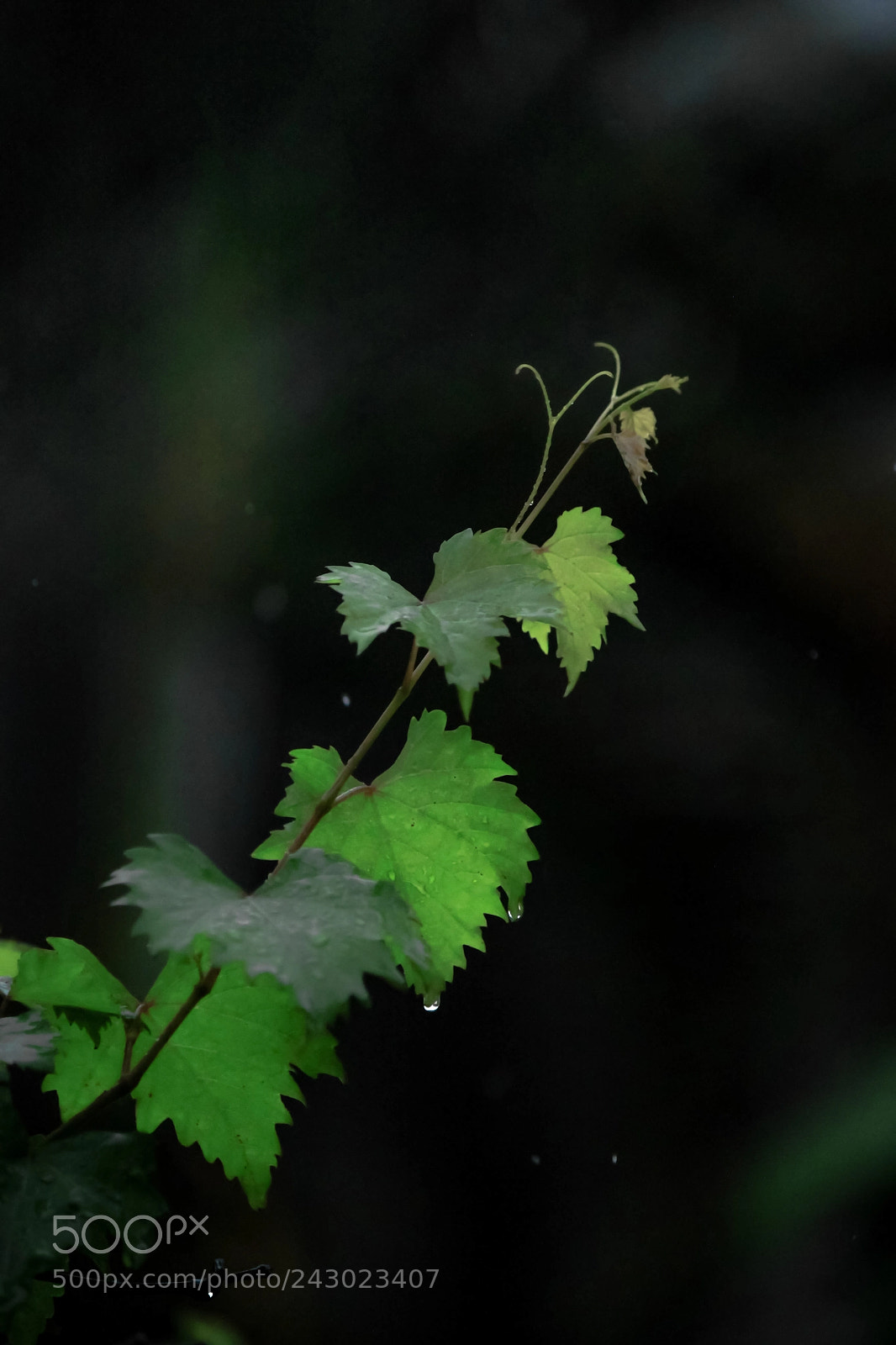 Canon EOS 500D (EOS Rebel T1i / EOS Kiss X3) sample photo. Rain leaves photography
