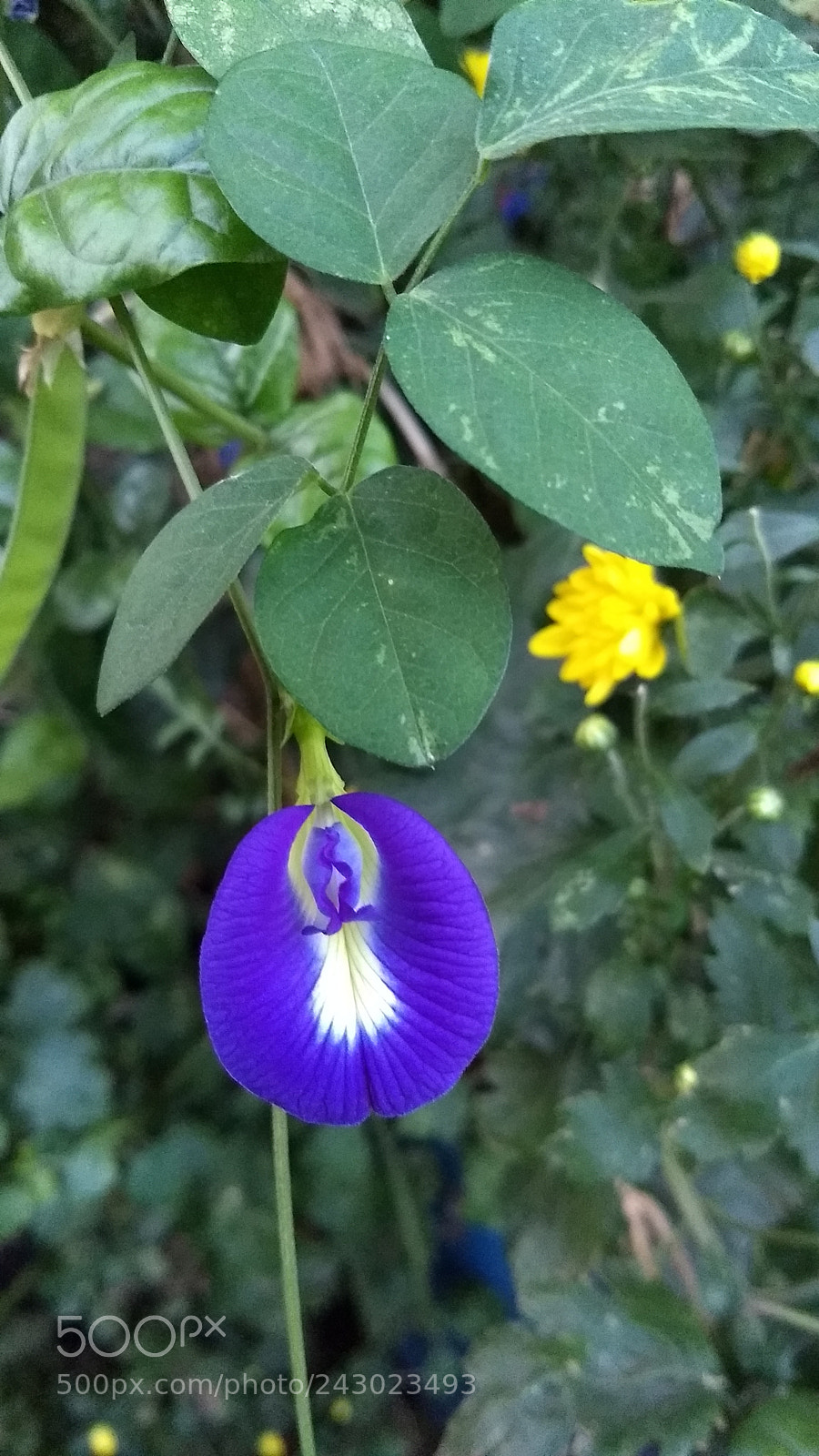 Motorola Moto G (5) Plus sample photo. Flower photography