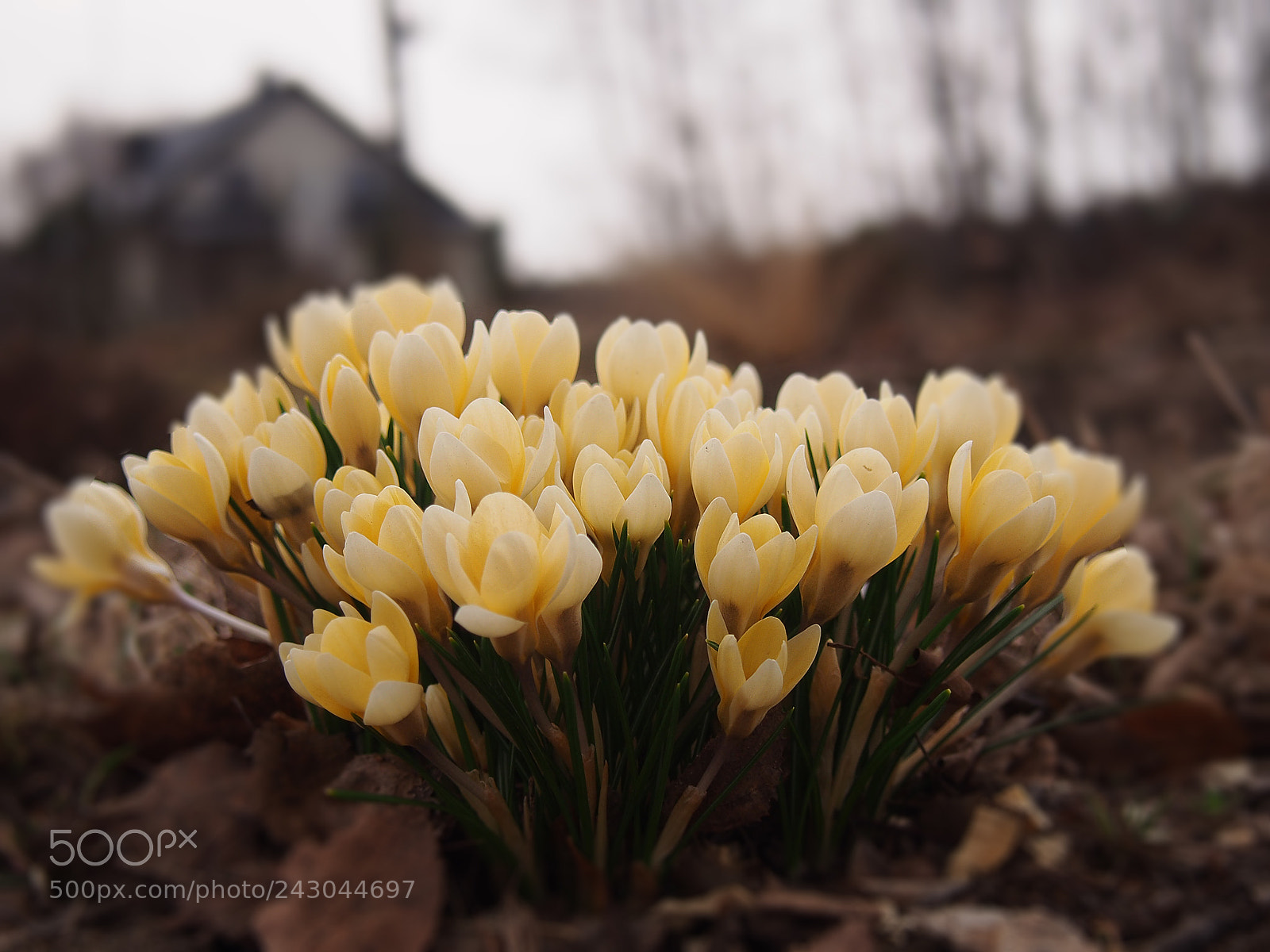 Olympus PEN E-PL5 sample photo. Crocuses photography