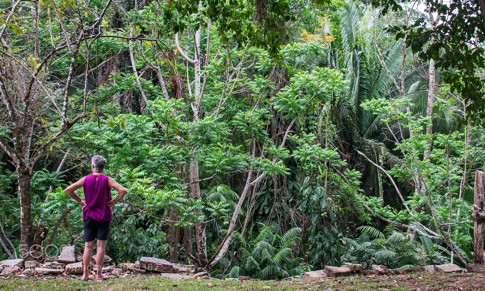 Nikon D3400 sample photo. Rainforest photography
