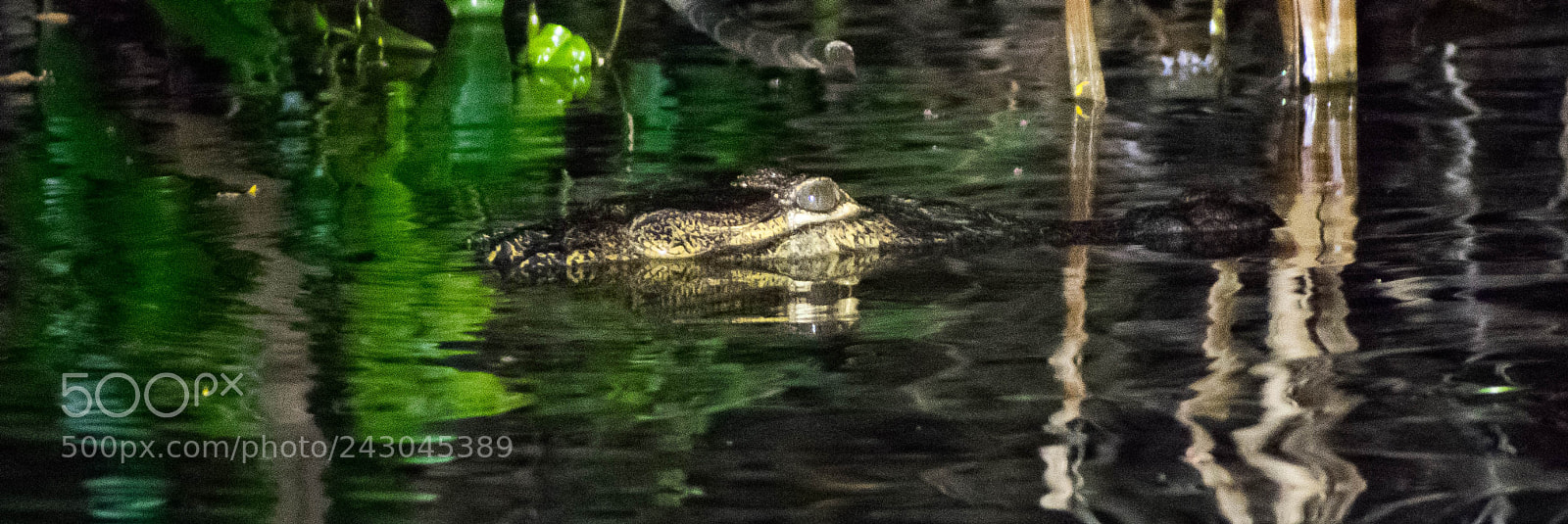 Nikon D3400 sample photo. Lurking photography