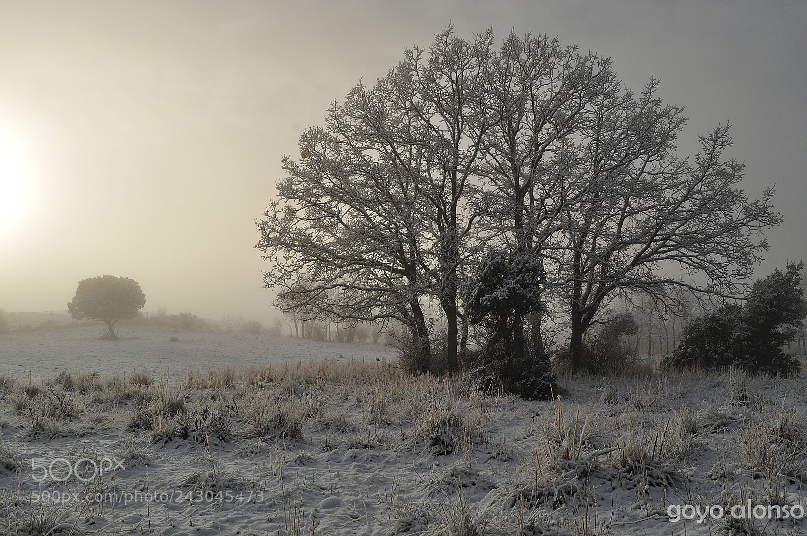 Nikon D5000 sample photo. Puro invierno photography