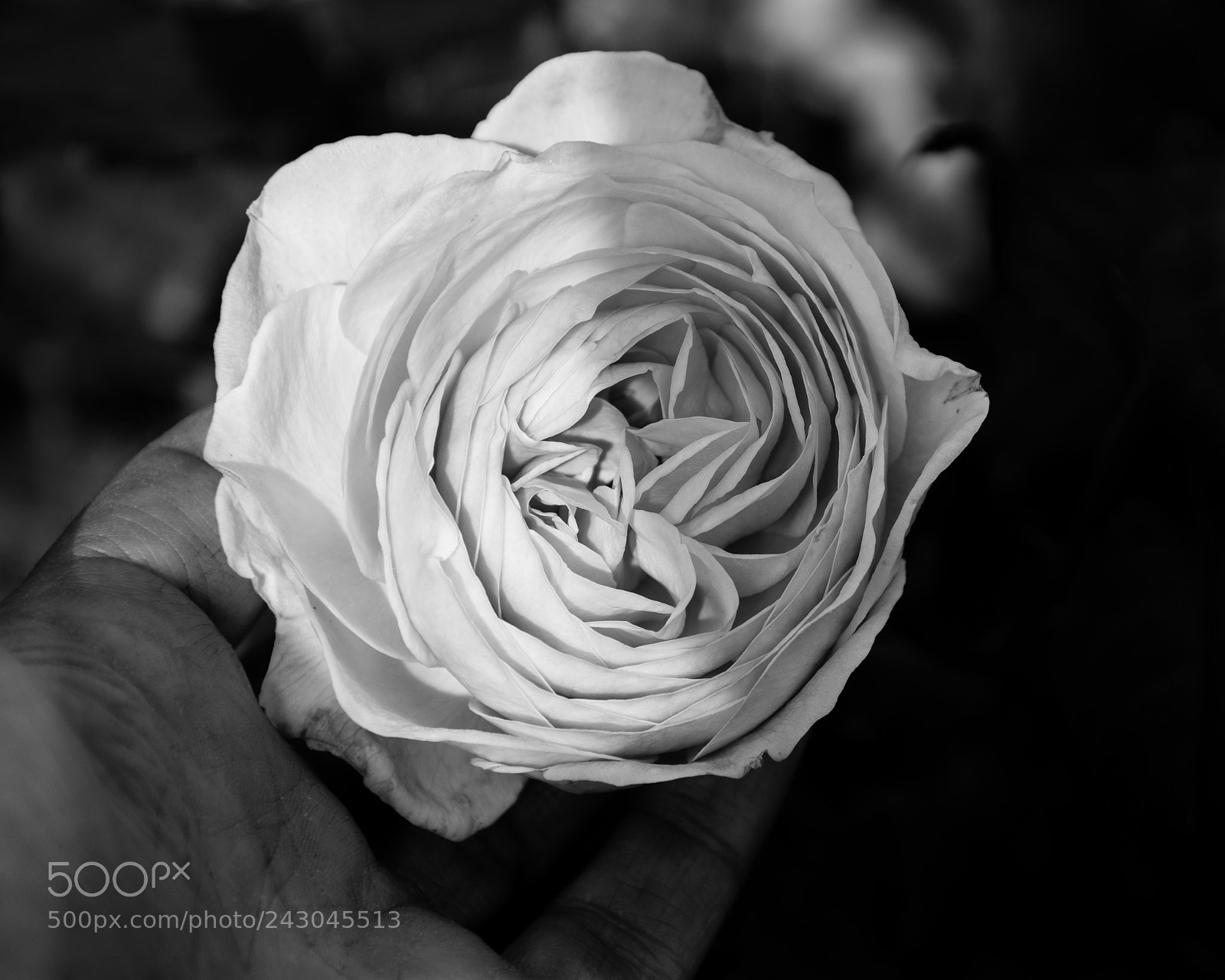 Nikon D7100 sample photo. Rose in a rough photography
