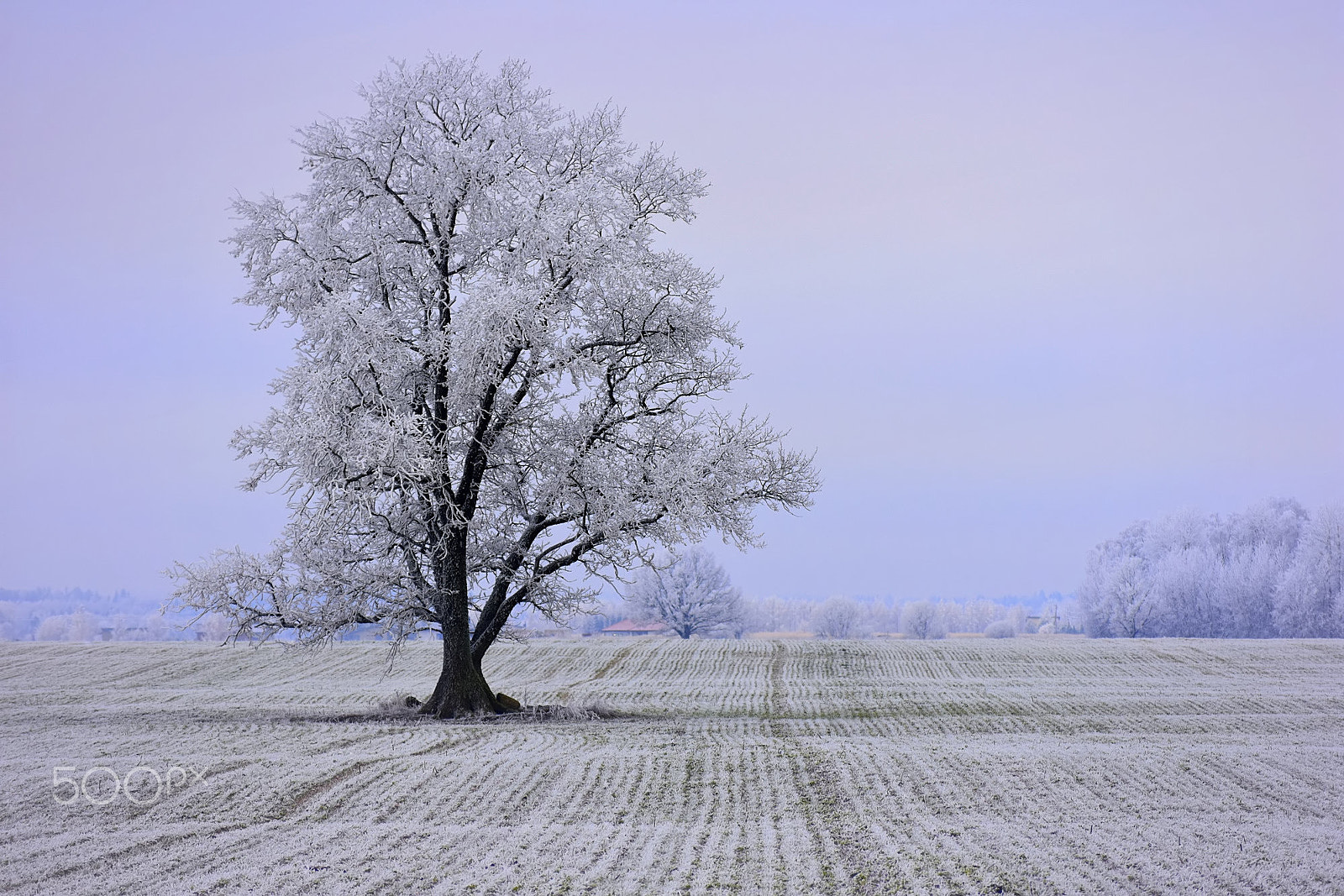 Nikon D3400 sample photo. Winter frost photography