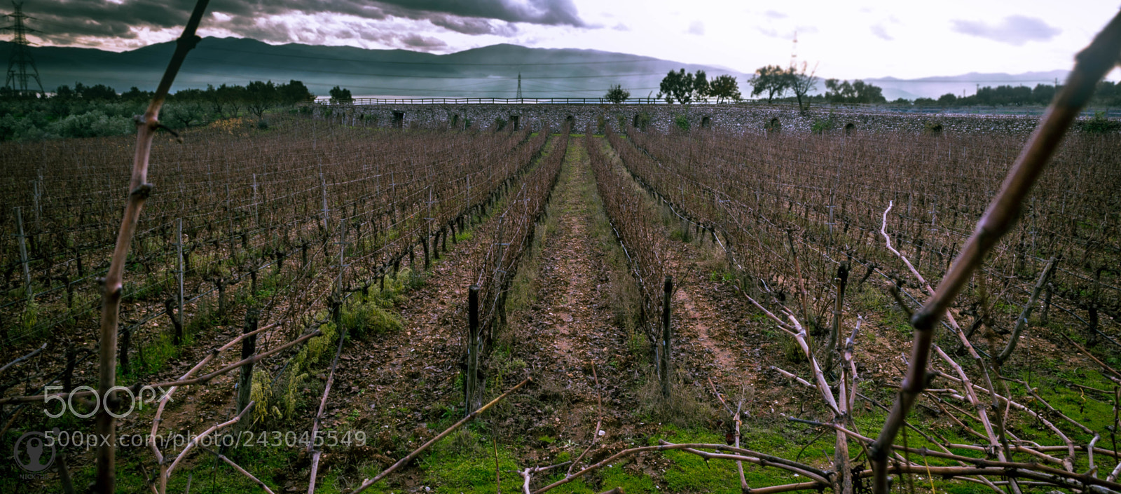 Nikon D3100 sample photo. Vineyard photography