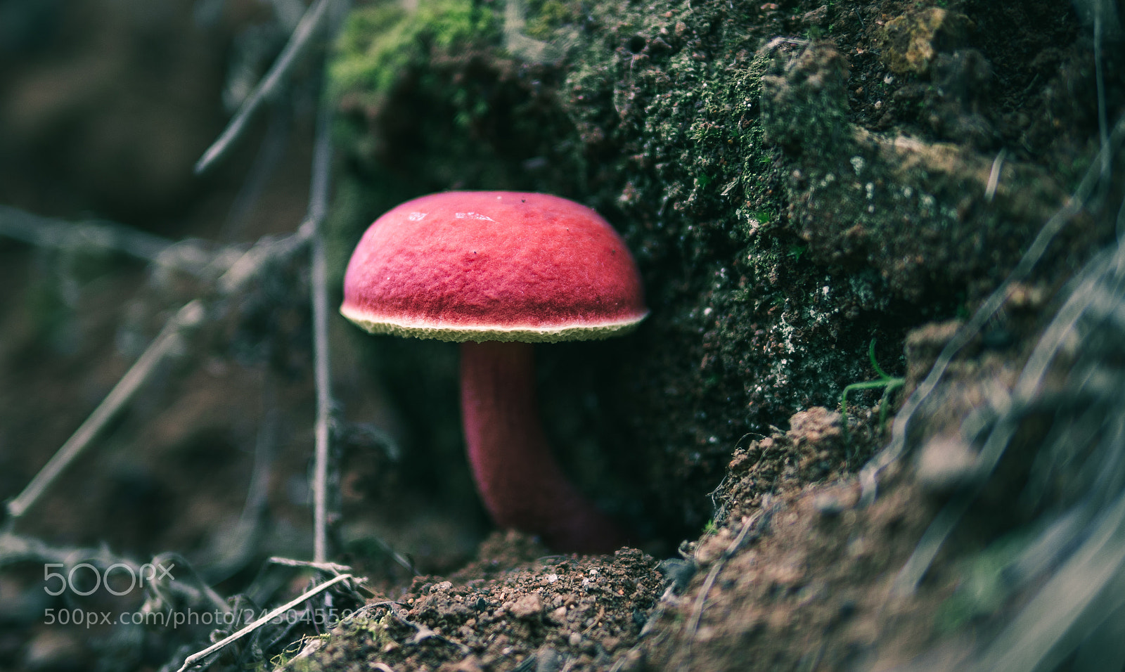 Panasonic Lumix DMC-GH2 sample photo. Mushroom photography