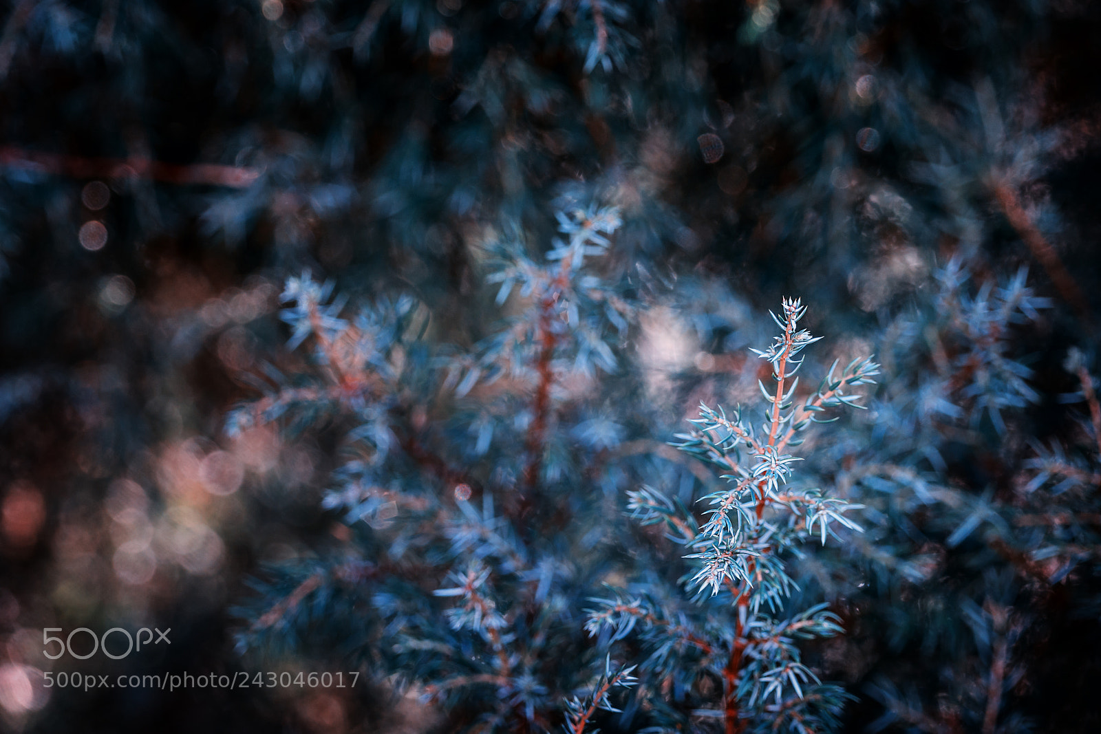 Sony SLT-A99V sample photo. Winter blues photography