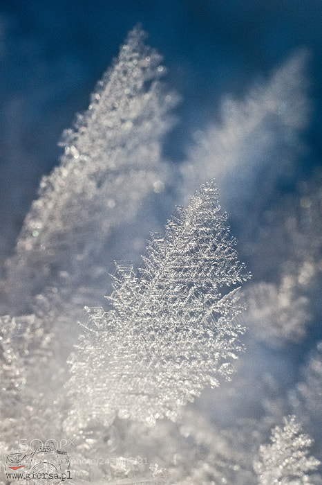 Nikon D700 sample photo. Ice ice baby photography
