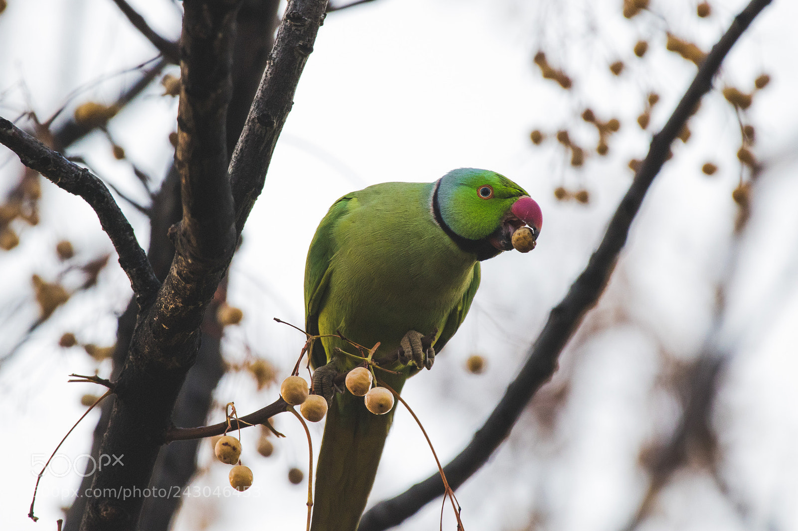 Canon EOS 7D Mark II sample photo. Hungry photography