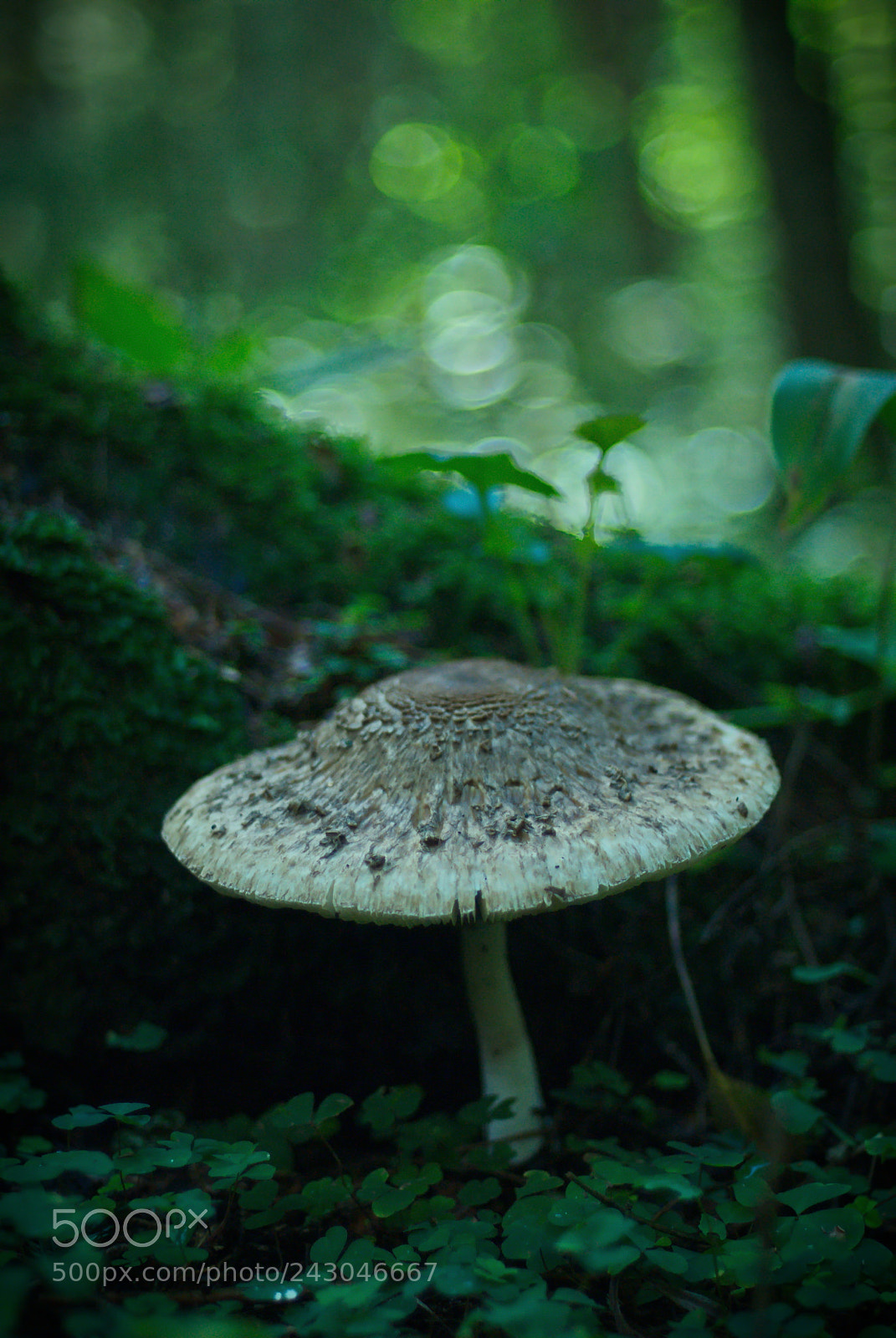 Nikon D200 sample photo. Macrolepiota rhacodes (Гриб-зонтик краснеющий) photography