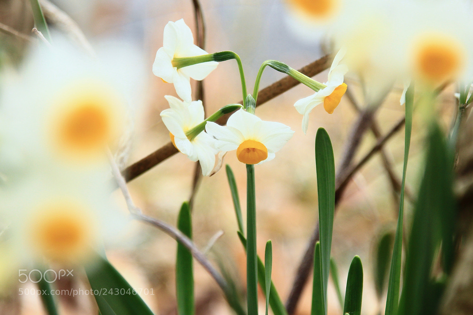 Canon EOS 700D (EOS Rebel T5i / EOS Kiss X7i) sample photo. Fragrant blooms... photography