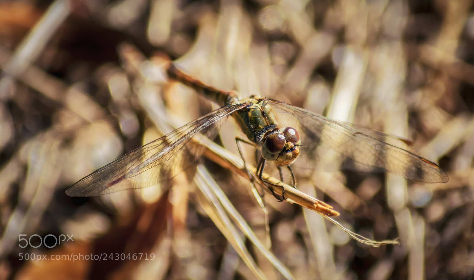 Nikon D7200 sample photo. Camouflage photography