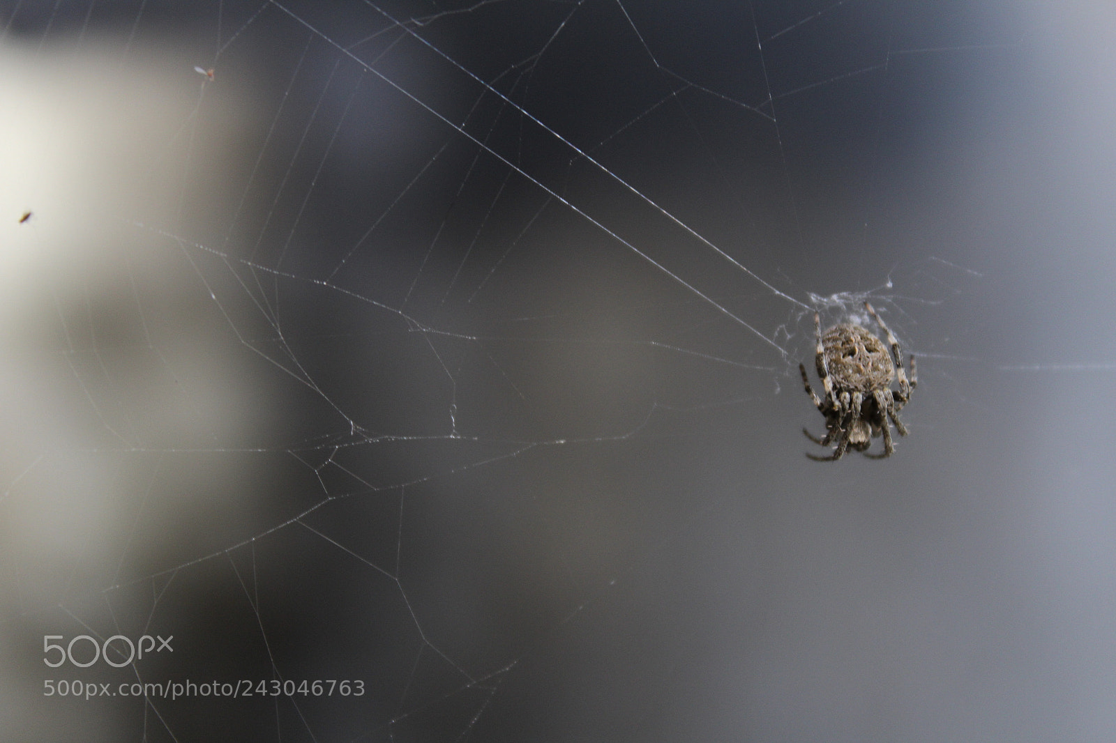 Canon EOS 1300D (EOS Rebel T6 / EOS Kiss X80) sample photo. Spider photography
