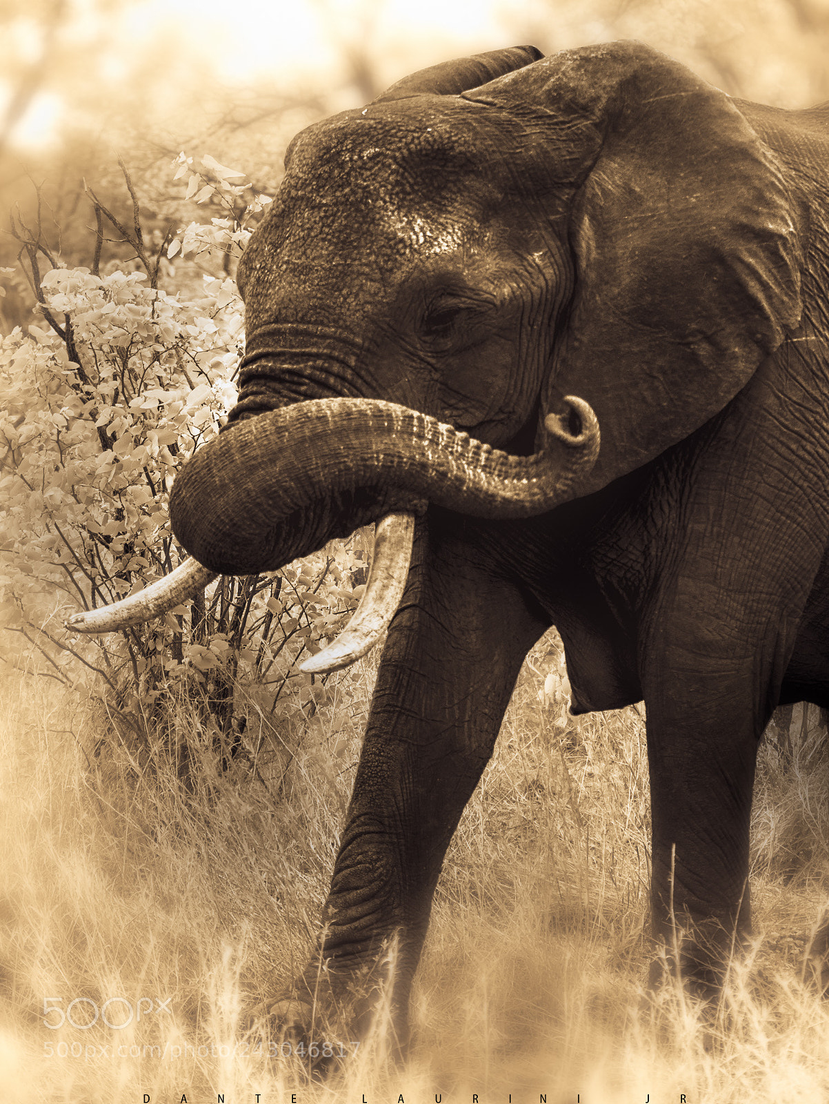 Nikon D800 sample photo. Elephant photography