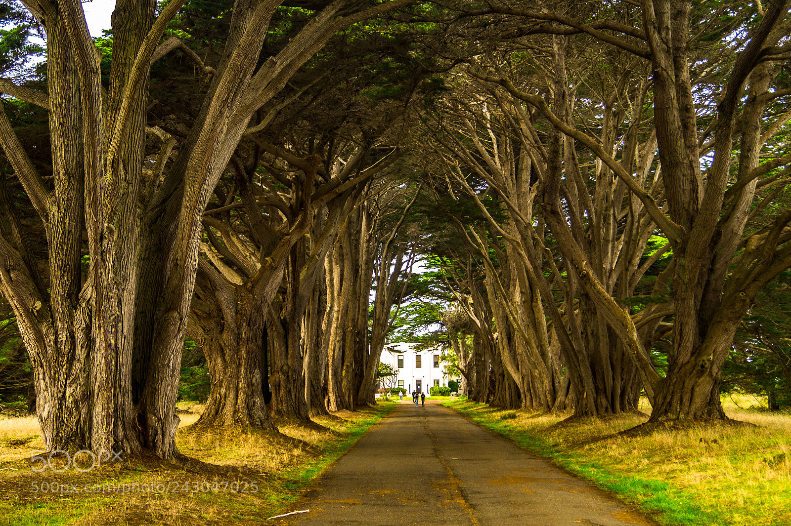 Sony SLT-A58 sample photo. Cypress tree tunnel photography