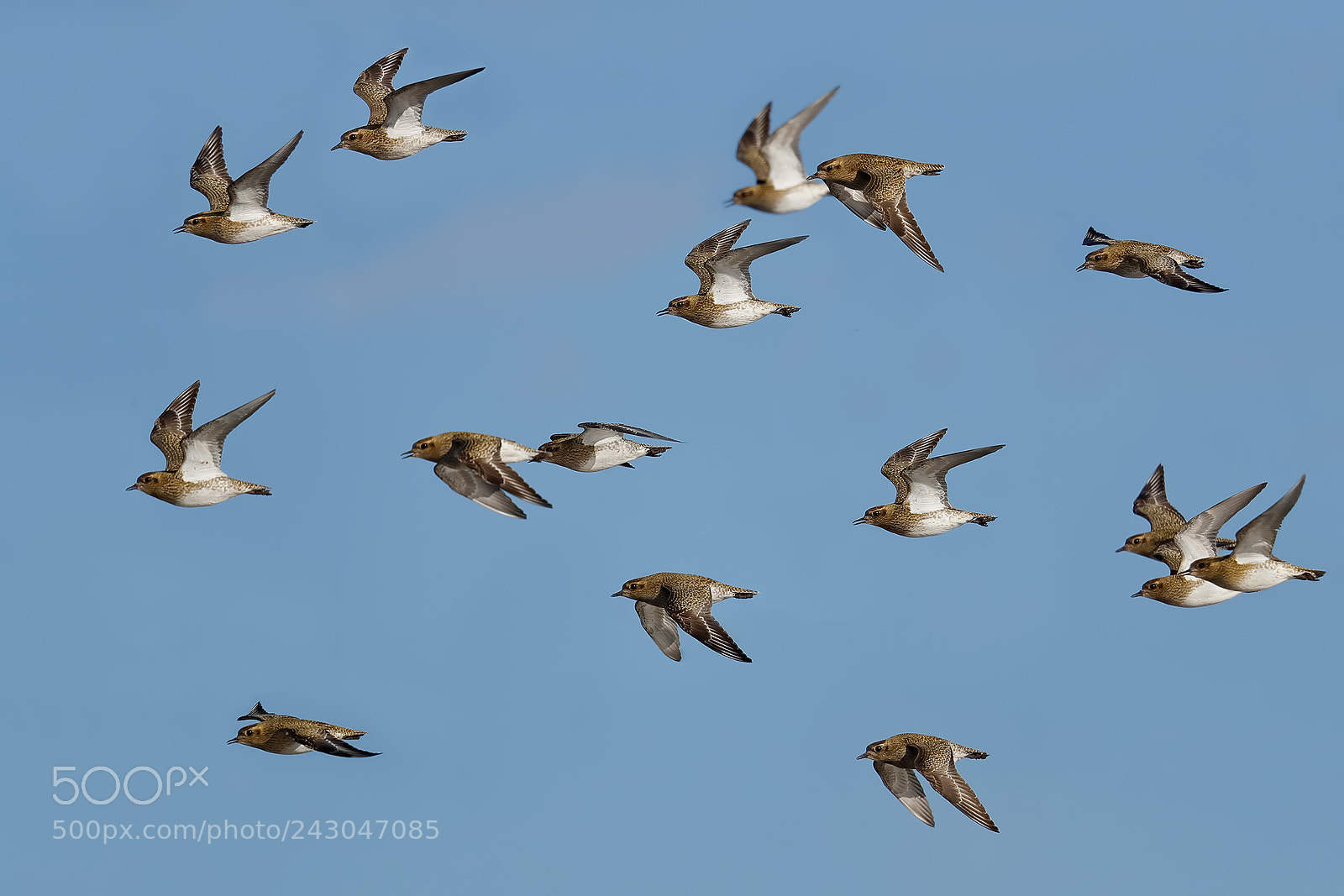 Canon EOS-1D X Mark II sample photo. Inside the flock photography