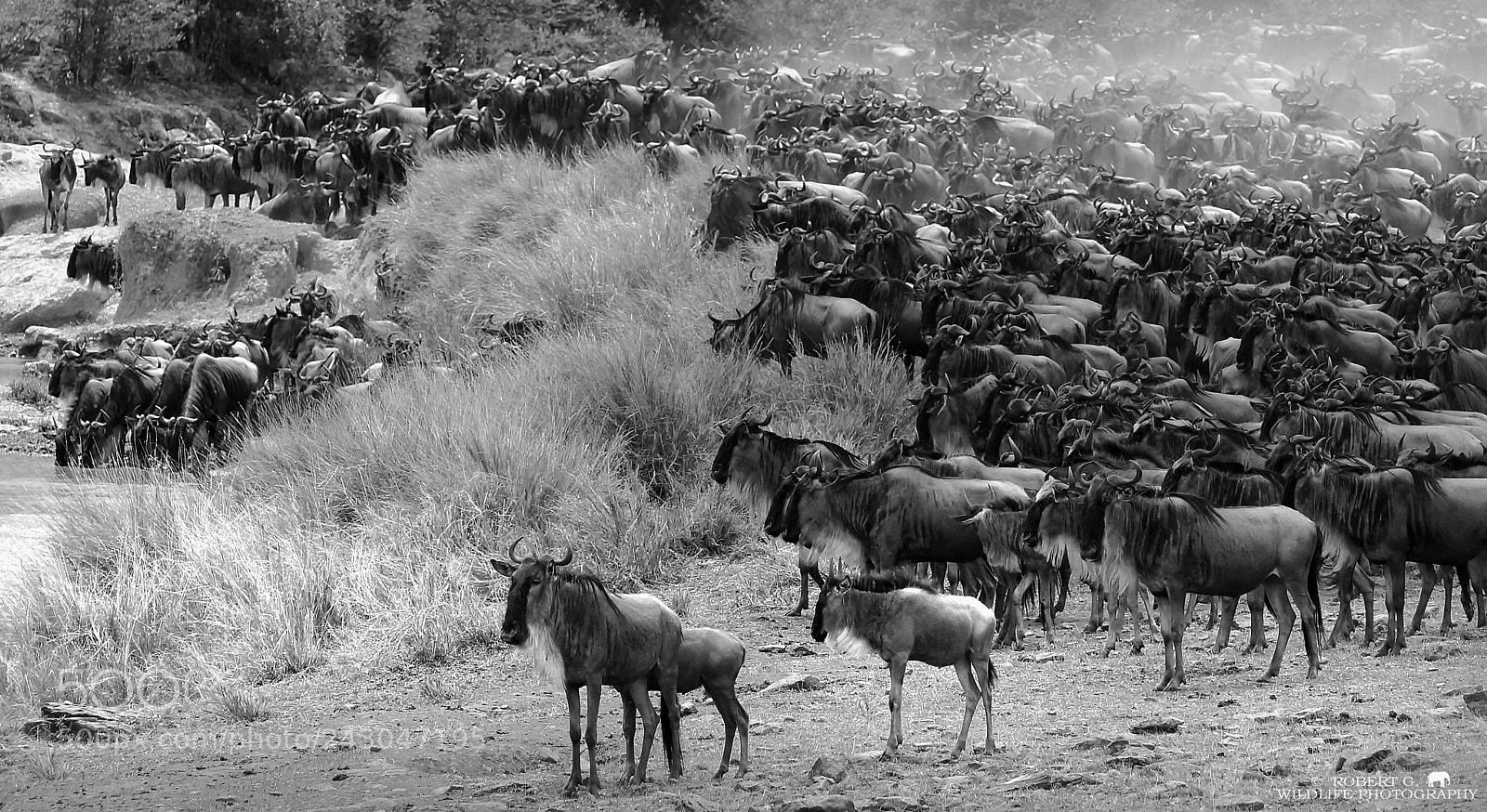 Sony SLT-A77 sample photo. Before crossing mara river photography