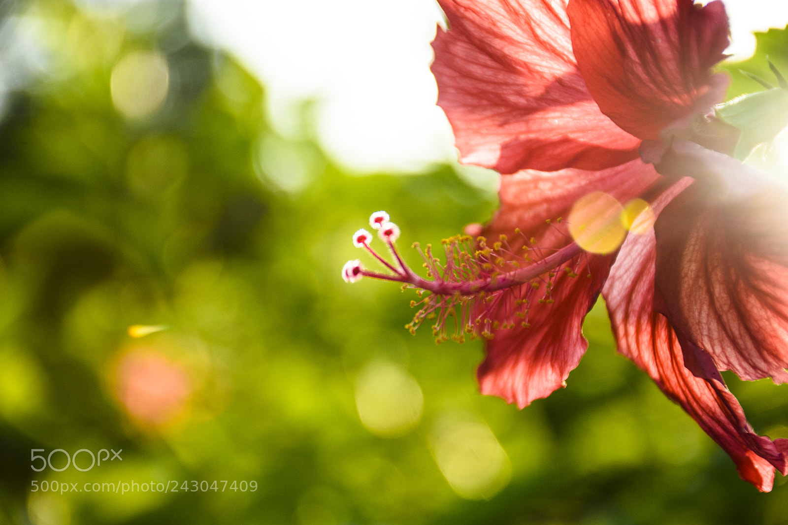 Nikon D7200 sample photo. Flower photography