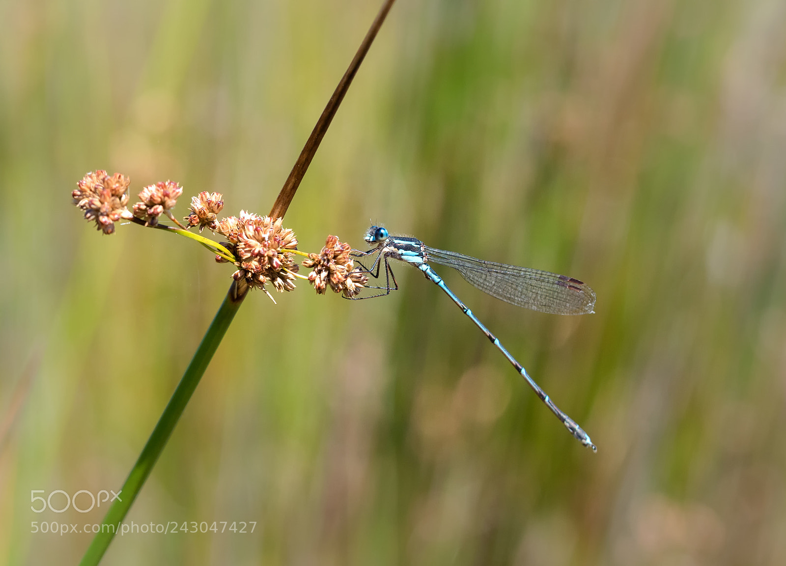 Panasonic Lumix DMC-GH4 sample photo. Blue damselfly photography