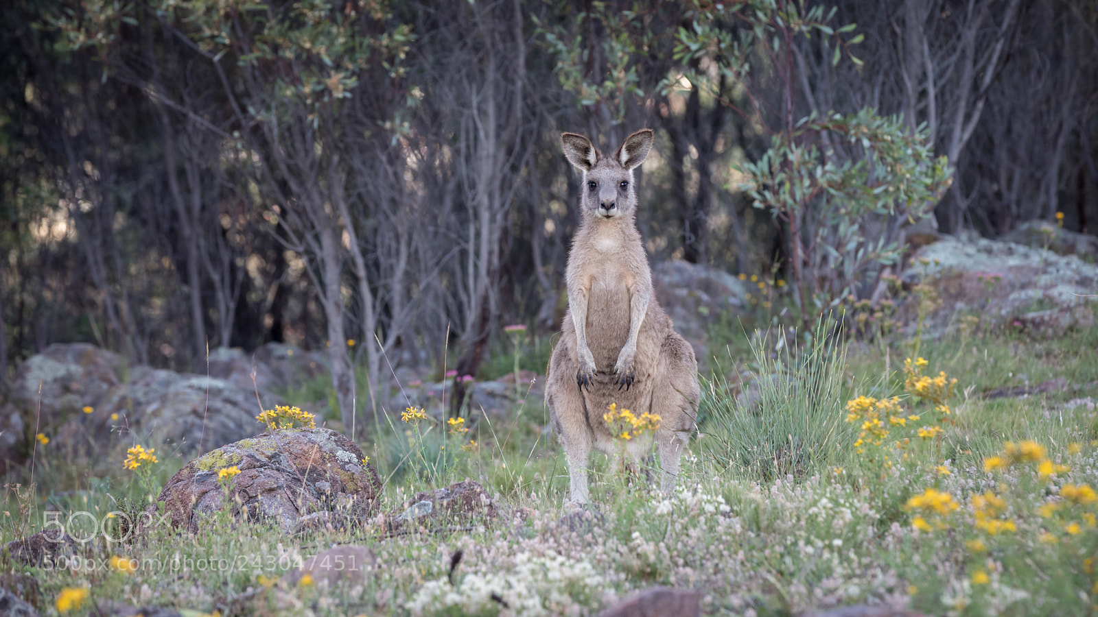 Canon EOS 5D Mark IV sample photo. Kangaroo garden photography