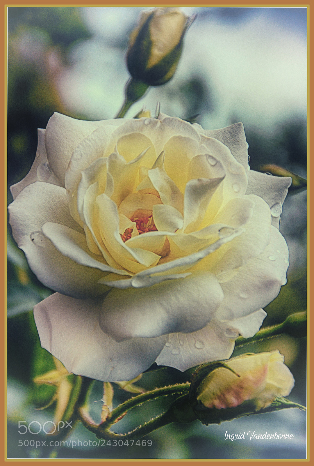 Nikon D5200 sample photo. The rose photography