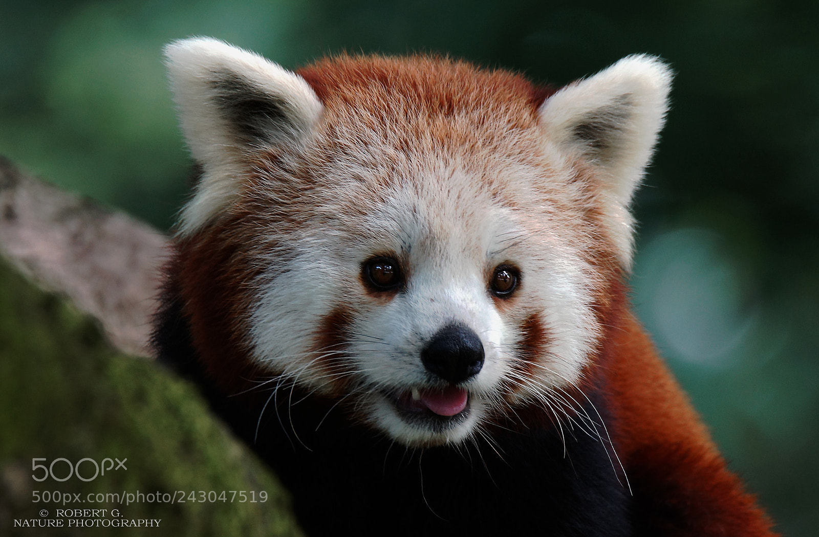 Sony SLT-A77 sample photo. Red panda portrait photography