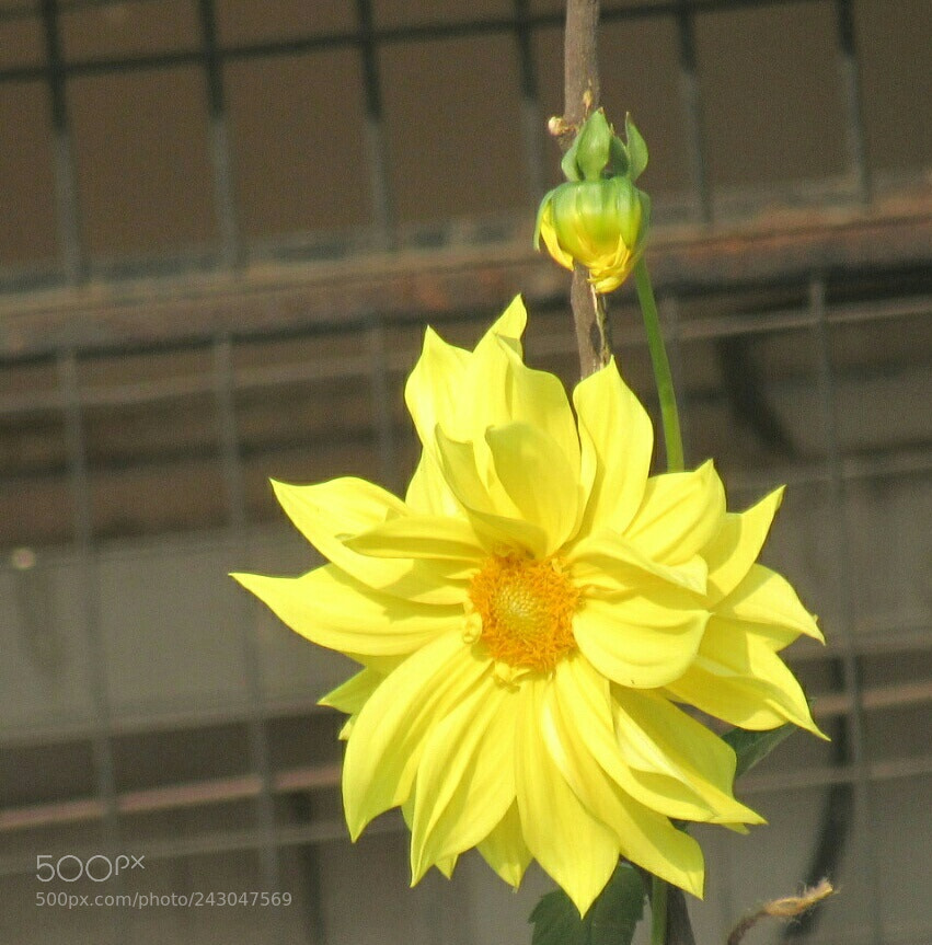 Canon PowerShot SX530 HS sample photo. ? photography