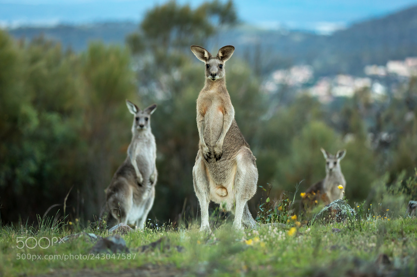 Canon EOS 5D Mark IV sample photo. Family of kangaroos photography