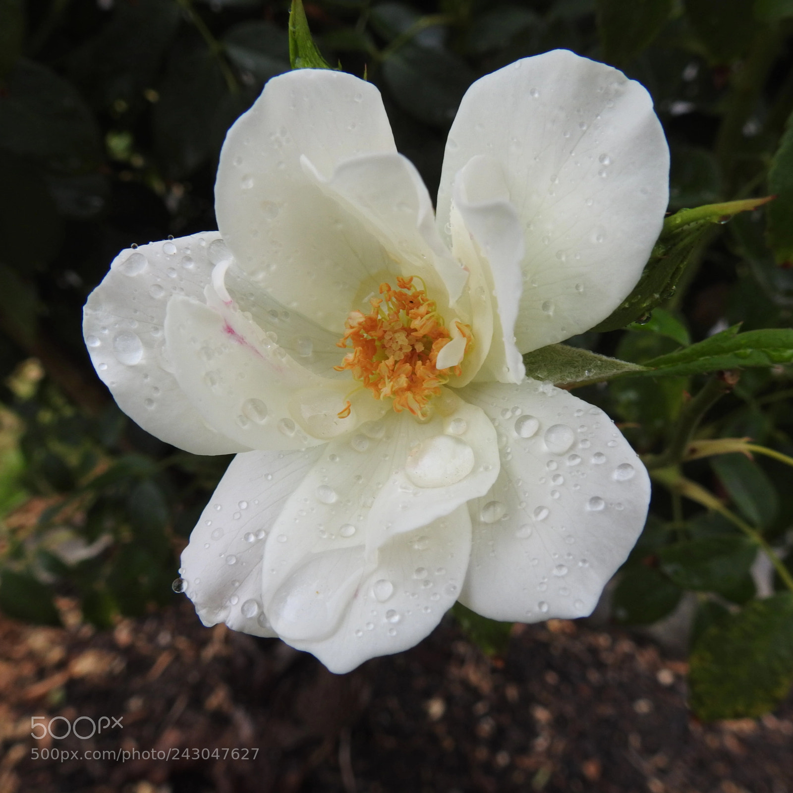 Nikon Coolpix P900 sample photo. Just rained photography