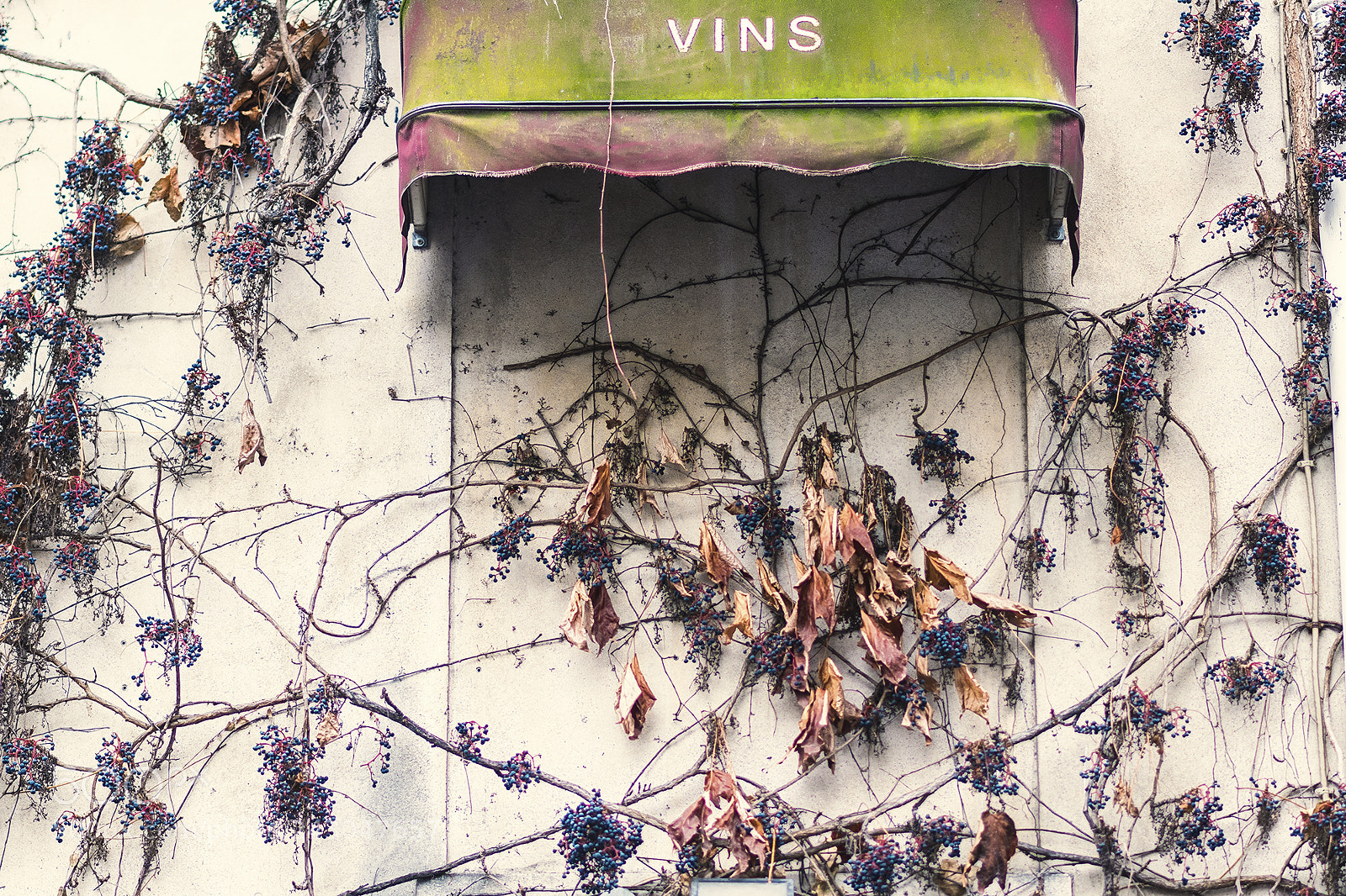 Nikon D500 sample photo. Winemaking photography