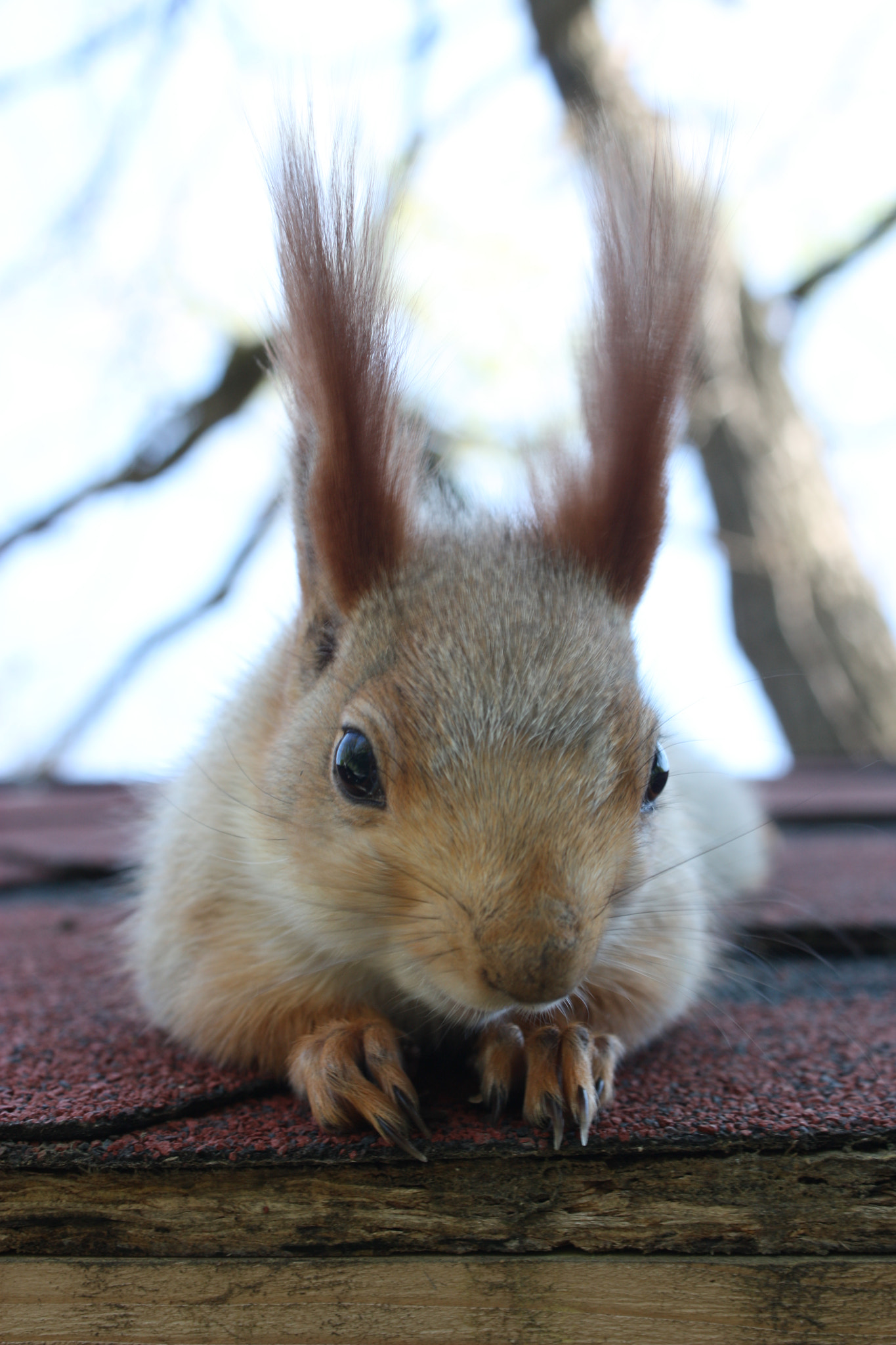 Canon EF-S 55-250mm F4-5.6 IS sample photo. Squirrel photography