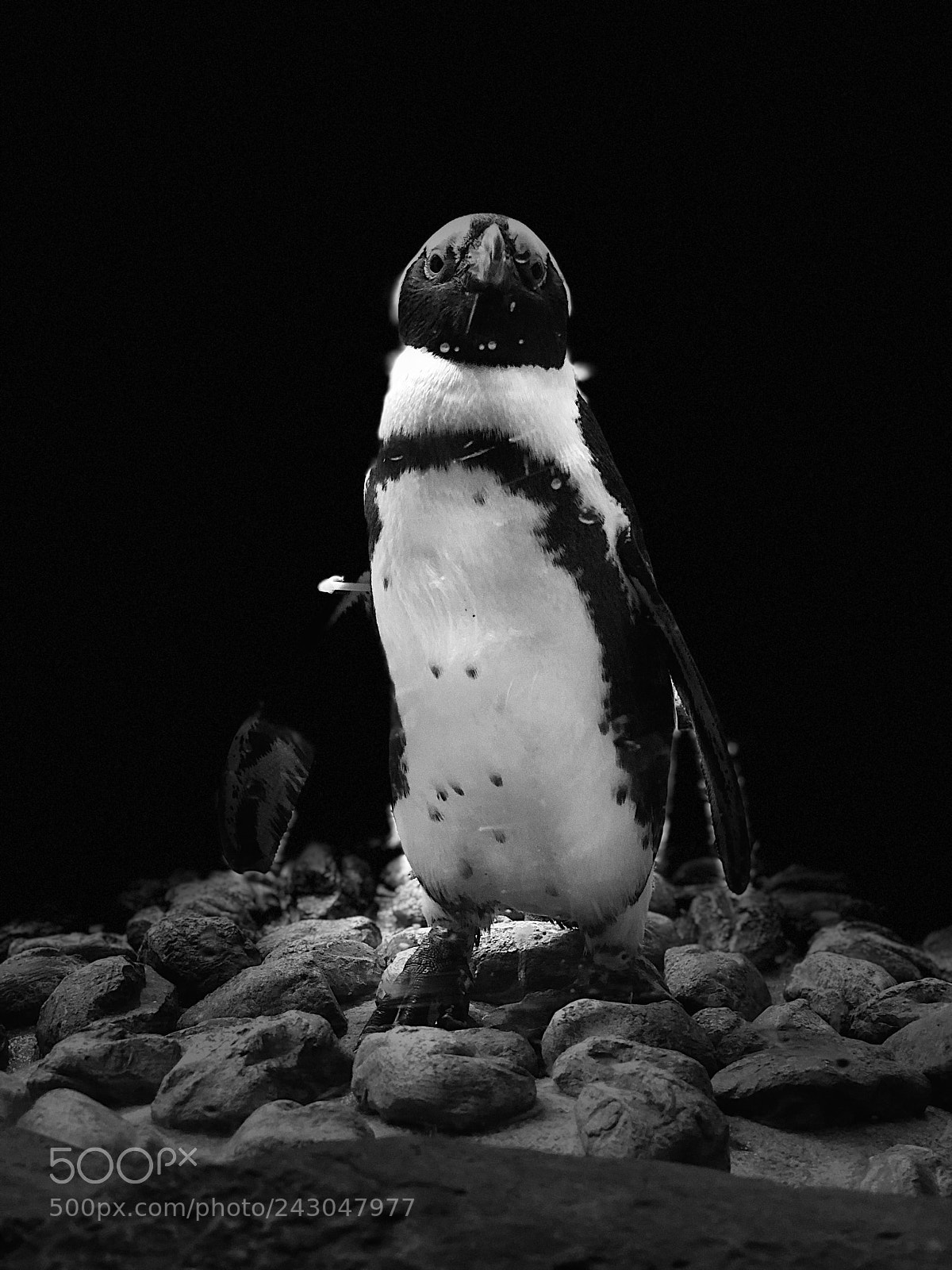 Apple iPhone X sample photo. Penguin at georgia aquarium photography