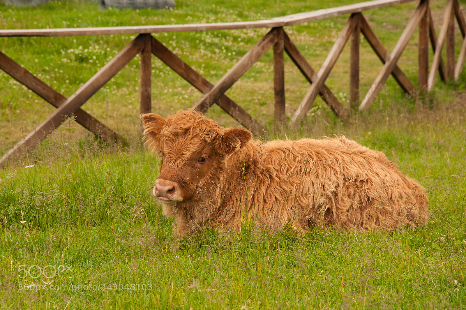 Nikon D90 sample photo. Farm animals, norway photography