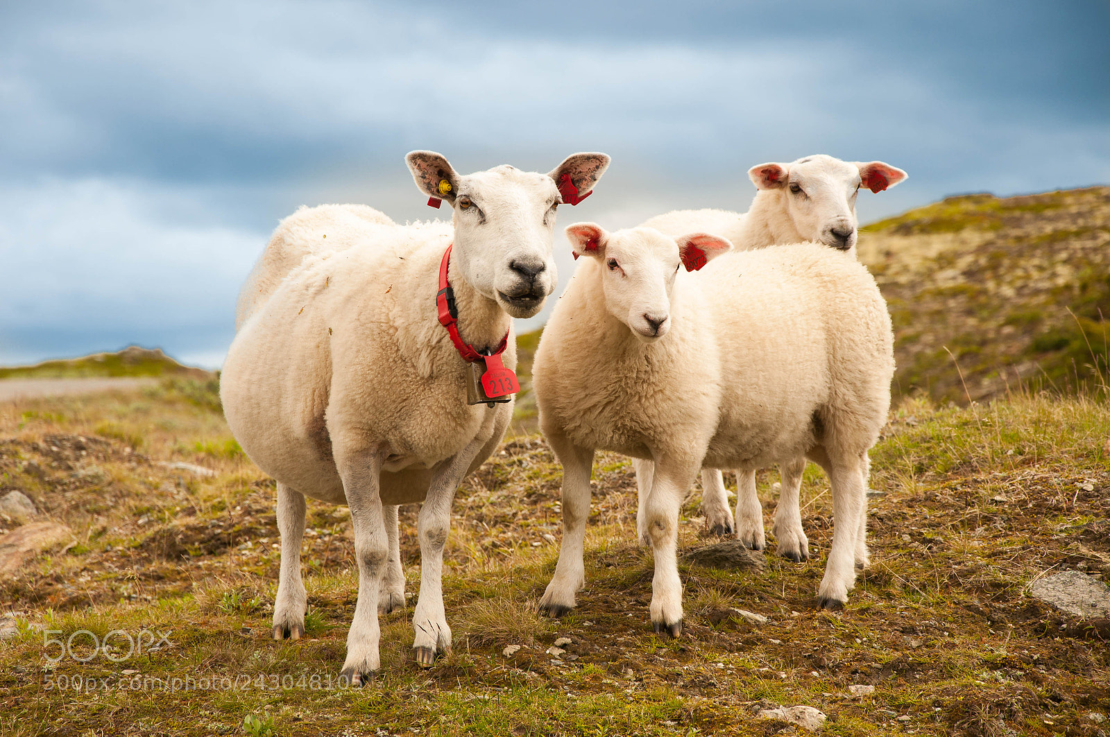 Nikon D90 sample photo. Farm animals, norway photography