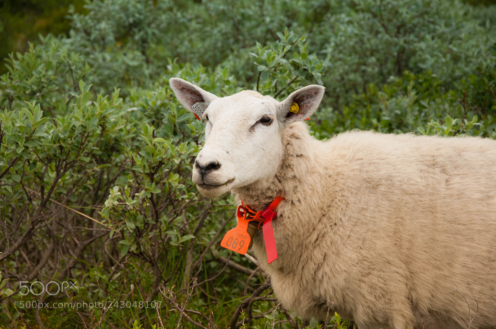 Nikon D90 sample photo. Farm animals, norway photography