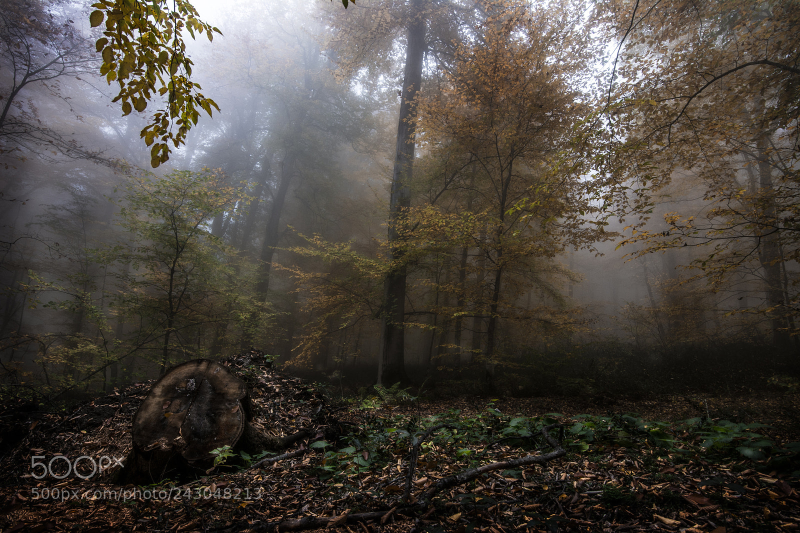 Nikon D7100 sample photo. Iran , mazandaran , rush photography
