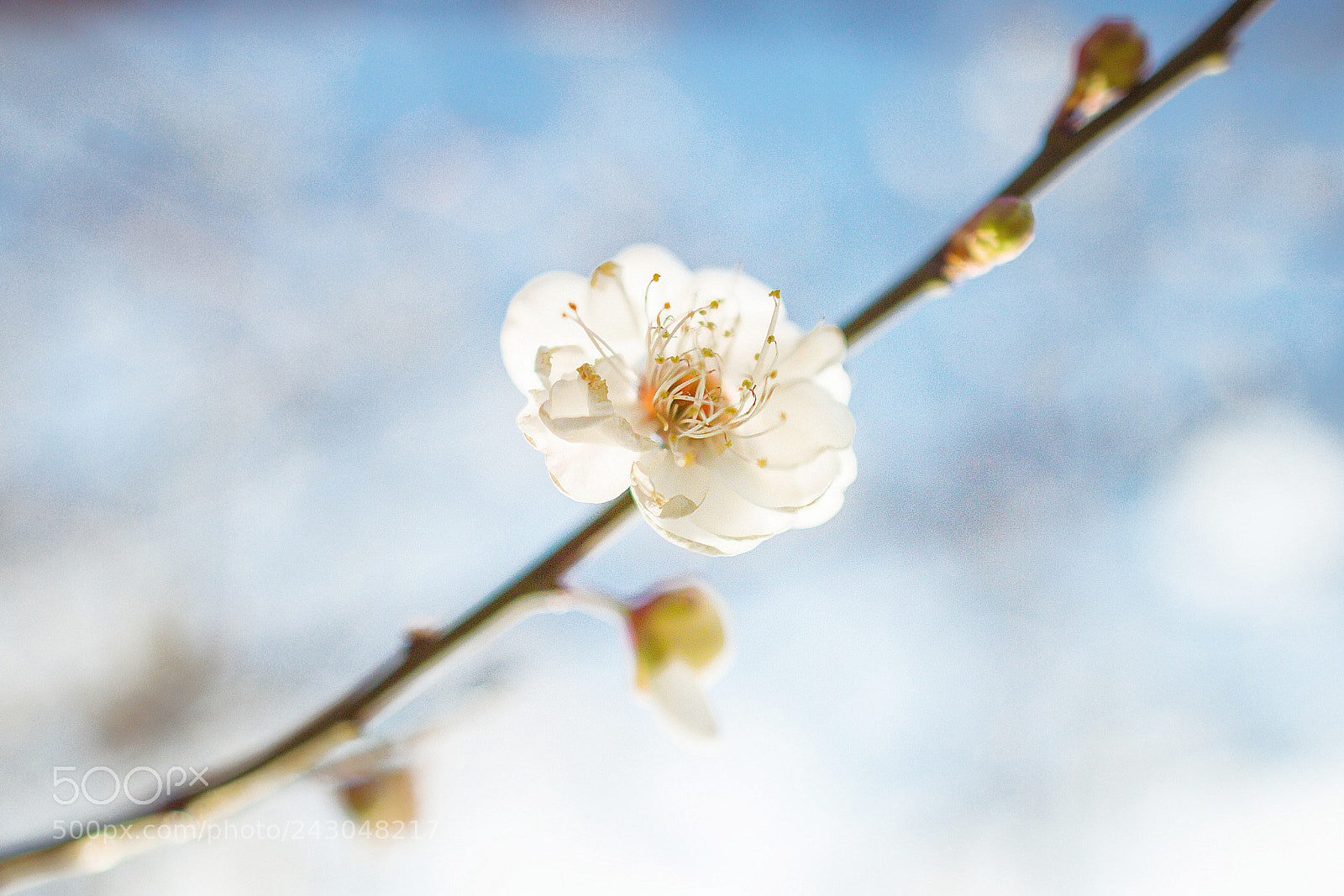 Nikon Df sample photo. 梅花 photography