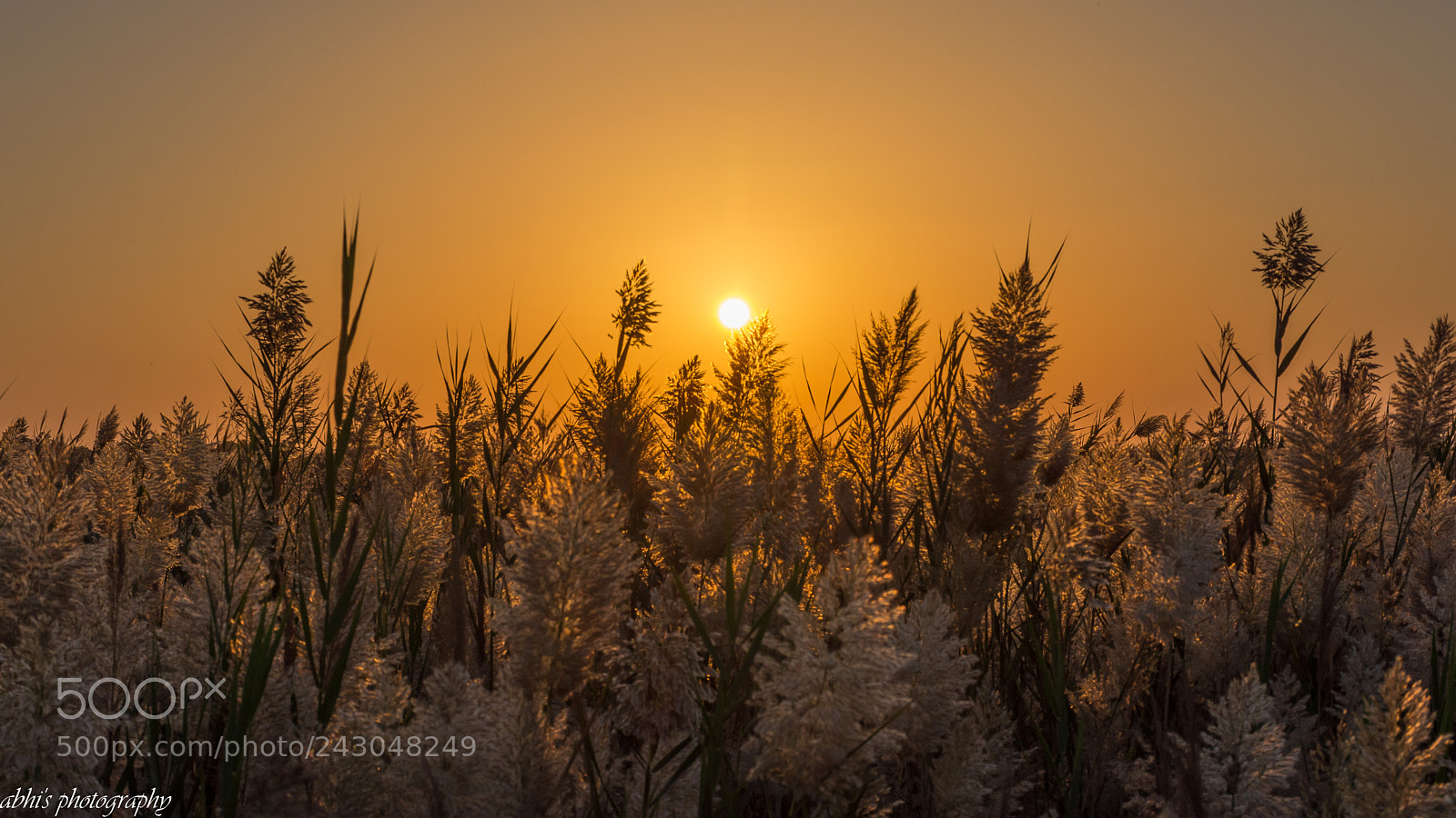 Nikon D7200 sample photo. Morning rays.. photography