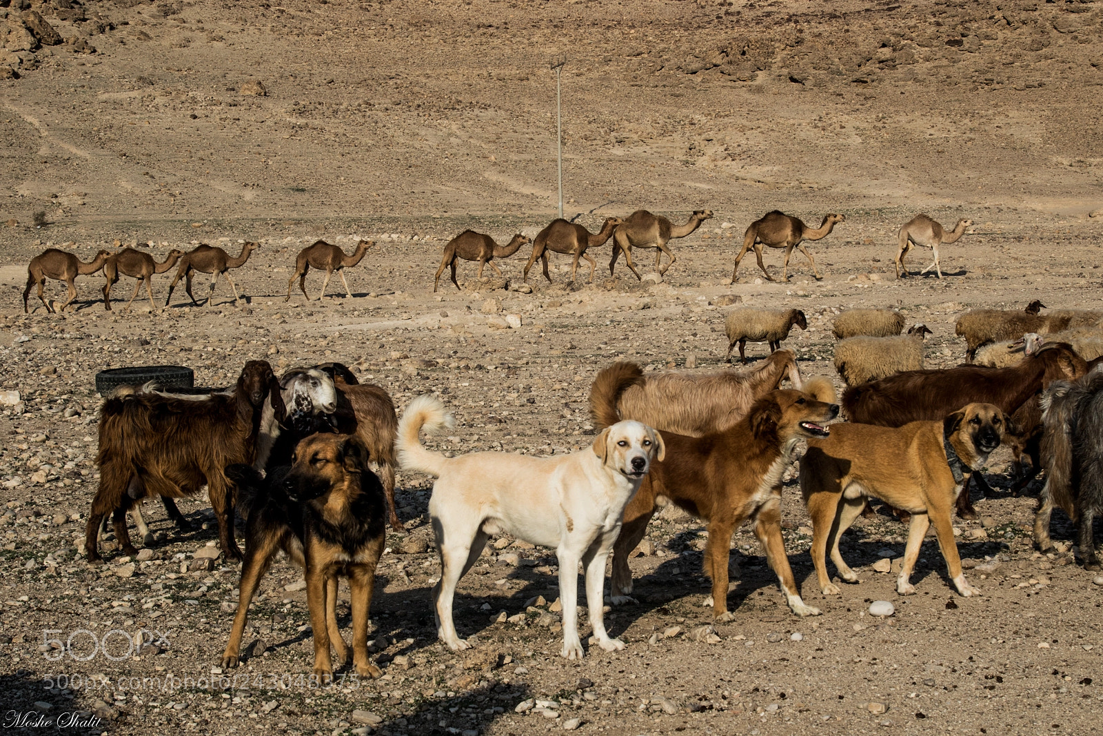 Canon EOS 7D Mark II sample photo. In the desert photography