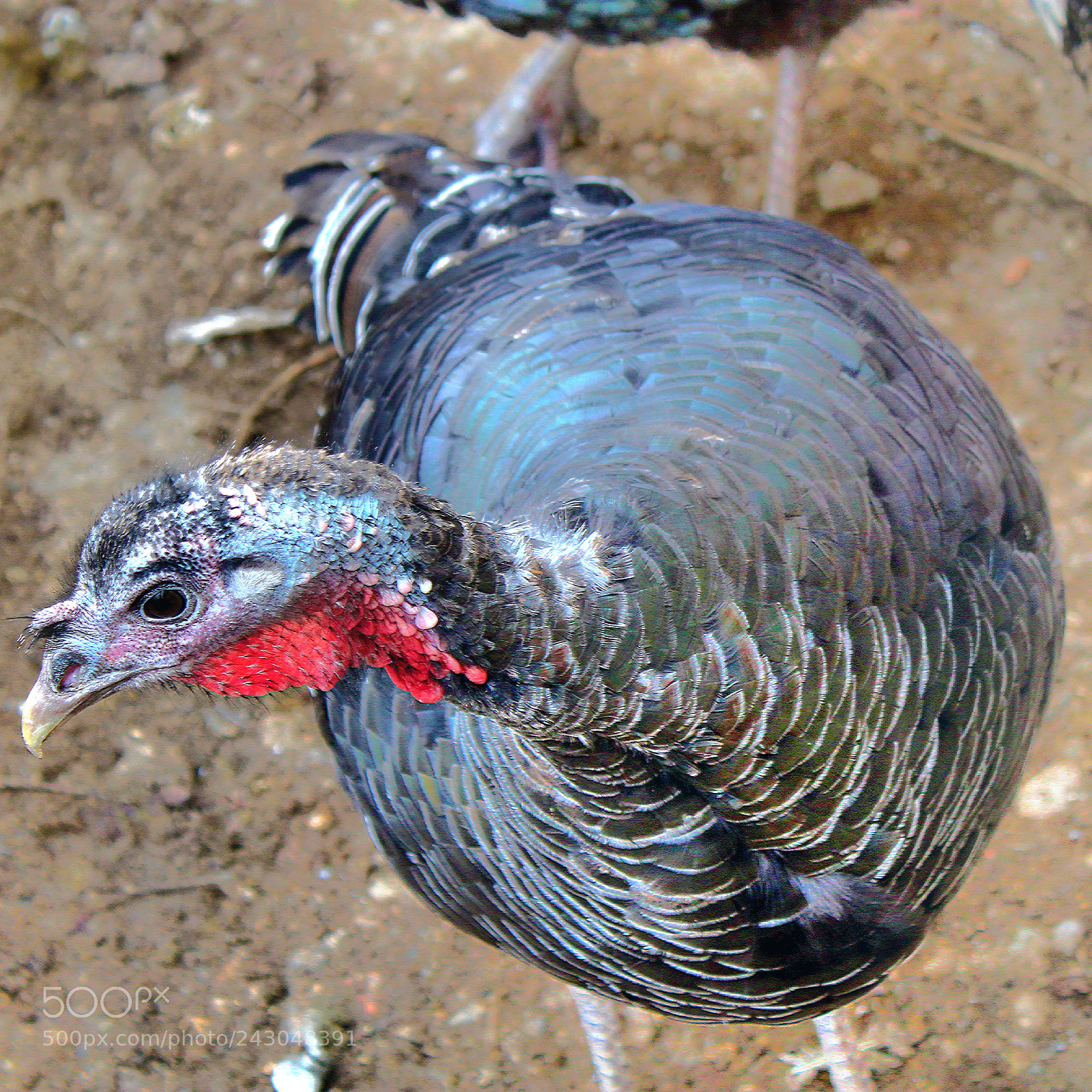 Canon EOS 1300D (EOS Rebel T6 / EOS Kiss X80) sample photo. Colorful plumage photography