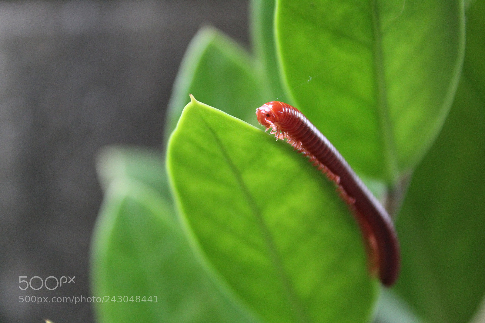 Canon EOS 1300D (EOS Rebel T6 / EOS Kiss X80) sample photo. Insect photography
