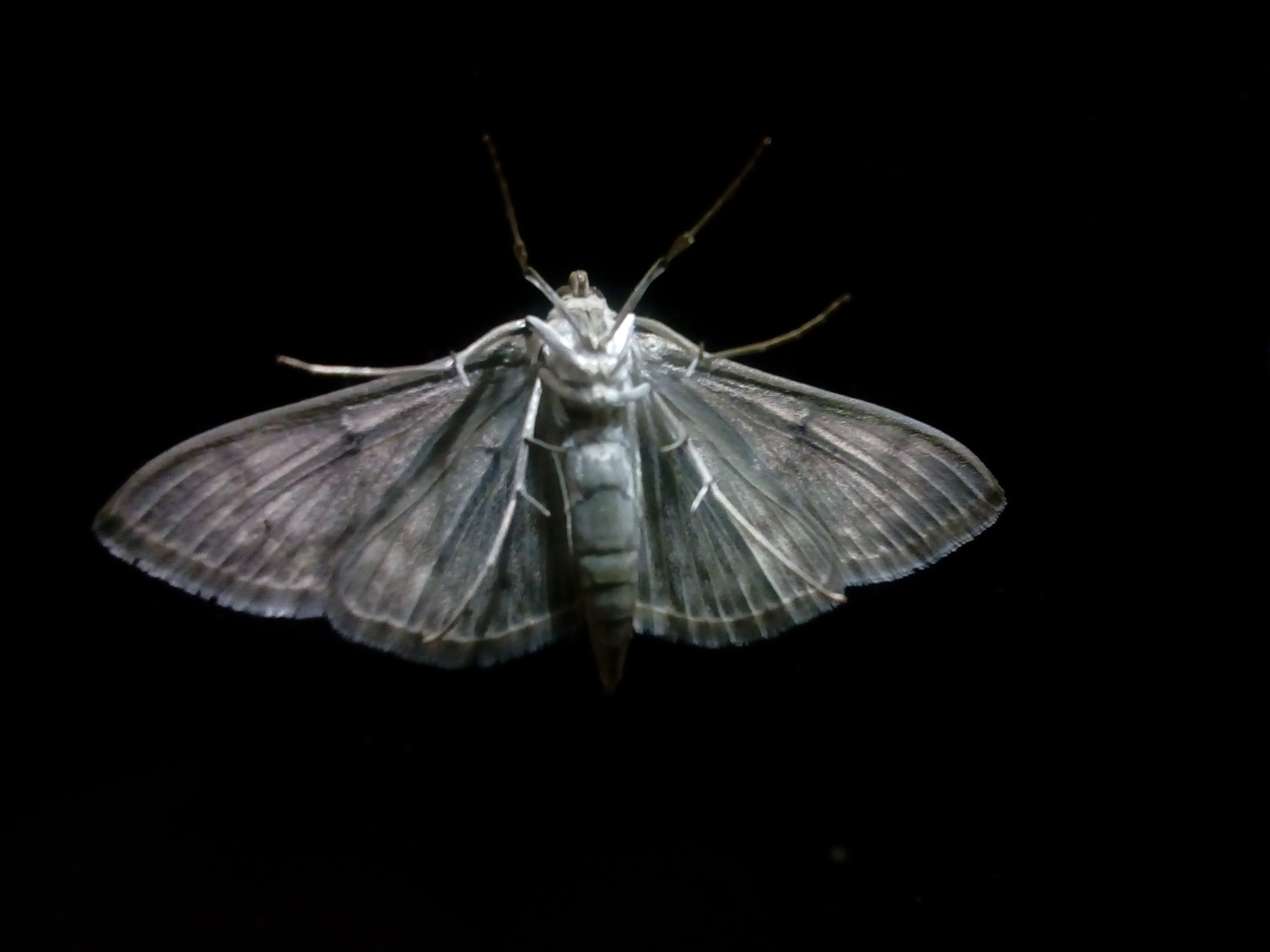 ZTE BLADE A510 sample photo