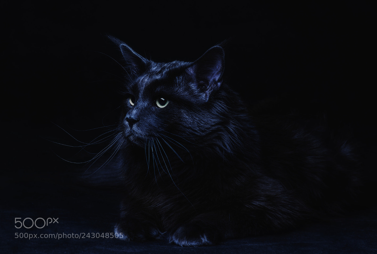 Nikon D800 sample photo. Cat makoun on a photography