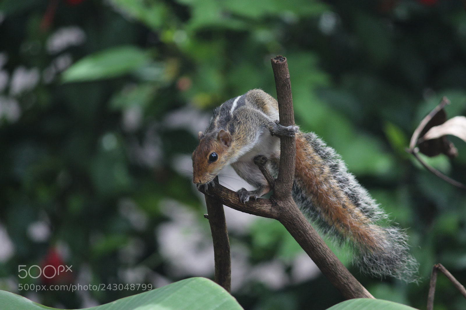 Canon EF-S 55-250mm F4-5.6 IS II sample photo. Squirrel photography